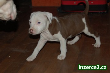 Pitbull s PP krásná štěňátka_1 219792_1.jpg