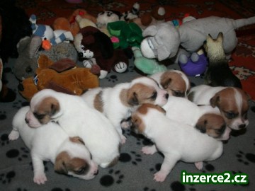 Jack russell terier_1 219809_1.jpg