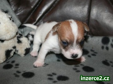 Jack russell terier_2 219809_2.jpg
