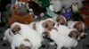 Jack russell terier 219809_t.jpg