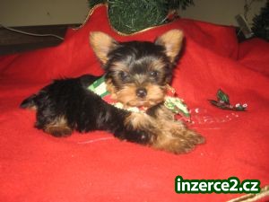 Yorkie hračky štěně_1 220276_1.jpg