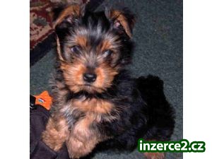Yorkies štěně_1 220278_1.jpg