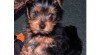 Yorkies štěně 220278_t.jpg