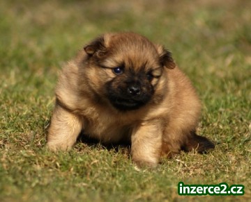 německý špic trpasličí, pomeranian, malý, střední_1 220618_1.jpg
