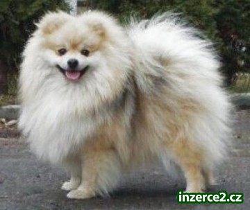 německý špic trpasličí, pomeranian, malý, střední_2 220618_2.jpg
