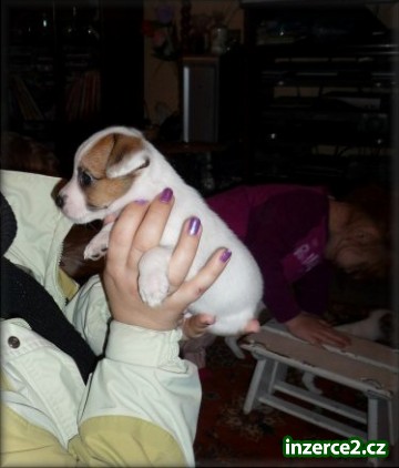 Jack russell terier_1 221098_1.jpg