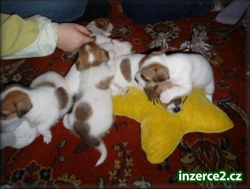 Jack russell terier_2 221098_2.jpg