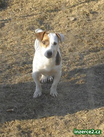 jack russel terier_2 221300_2.jpg