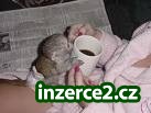 Dvě krásné kapucín opice PRO PŘIJETÍ_1 221412_1.jpg