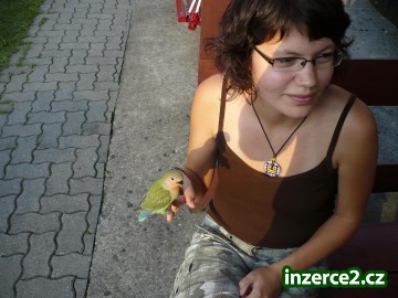 ručně dokrmení agapornisové_2 22172_2.jpg