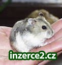 prodám křečky_1 222893_1.jpg