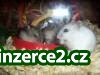 prodám křečky_2 222893_2.jpg
