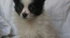 papillon 223049_t.jpg