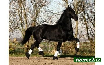hledam hodneho ponyho valacha_1 223241_1.jpg