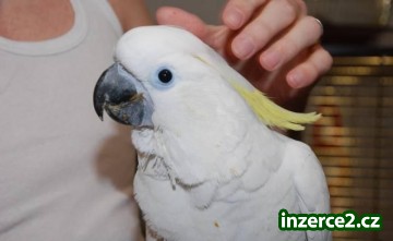 Dva roztomilé cokadoo zdarma papoušky_1 223293_1.jpg
