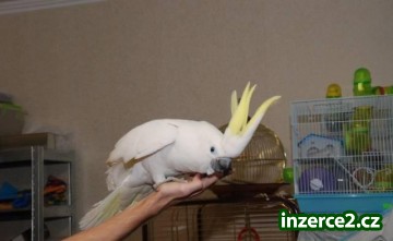 2 papoušci pro dobrý domov, který bude mít dobrou péči a lásku k nim?_1 223297_1.jpg