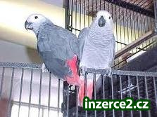 rozkošné afrických Grey papoušci_1 223322_1.jpg