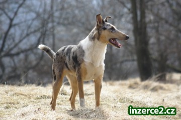 KOLIE KRÁTKOSRSTÁ_1 223468_1.jpg