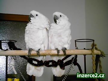 kakadu bílý ara ararauna žako kongo_1 223905_1.jpg