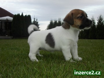 Jack Russell Terrier_1 22487_1.jpg