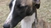 vipet-whippet 225359_t.jpg
