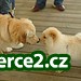 Chow Chow štěňata pro přijetí zdarma_1 225417_1.jpg
