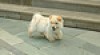 Chow Chow štěňata pro Re-navádění 225420_t.jpg