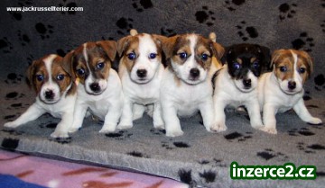 Jack russell terier_1 225486_1.jpg