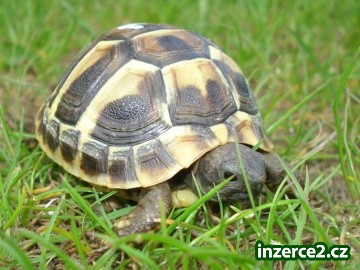 Suchozemské želvy zelenavé, vroubené a žlutohnědé_1 225906_1.jpg