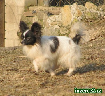 papillon-motýlek_2 226022_2.jpg