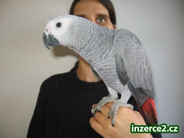 Žako a Papoušek senegalský_1 226175_1.jpg