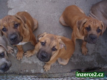 Cane corso_1 22625_1.jpg