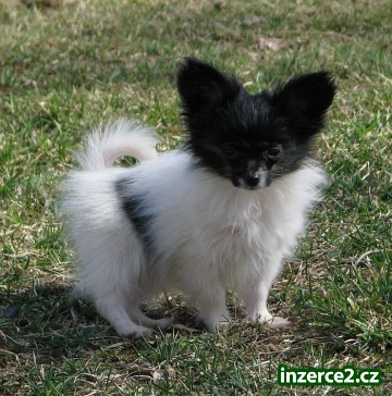 papillon mini fenka_1 226440_1.jpg