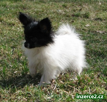 papillon mini fenka_2 226440_2.jpg