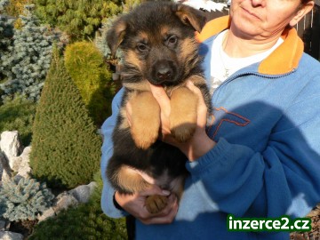 Německý ovčák_1 22740_1.jpg