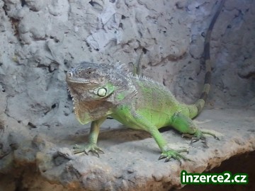 Leguan zelený_1 228868_1.jpg