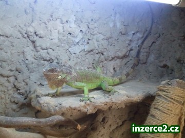 Leguan zelený_2 228868_2.jpg
