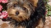 Yorkie štěňátka hledají milující a starostlivá rodiče 229273_t.jpg