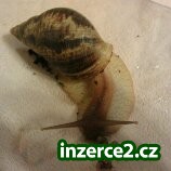 Achatina reticulata_2 229479_2.jpg