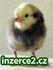 LAKFER BILÝ 818 – snáškový typ nosnice_1 229499_1.jpg