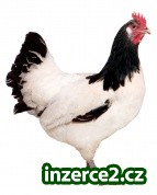 LAKFER BILÝ 818 – snáškový typ nosnice_2 229499_2.jpg