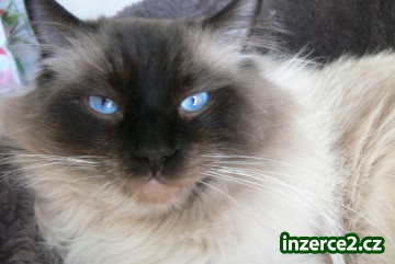 Krytí Ragdoll_1 229538_1.jpg