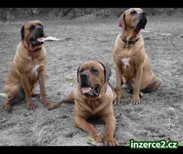 Tosa Inu z Kiwisanu_1 230000_1.jpg