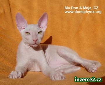 Bílý kocourek DON SPHYNX s PP_1 230220_1.jpg
