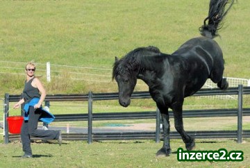 Fríský kůň pro přijetí._1 230640_1.jpg