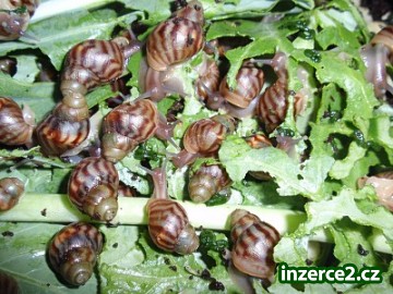 achatina reticulata_1 230838_1.jpg