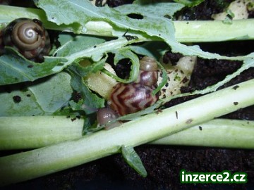 achatina reticulata_2 230838_2.jpg