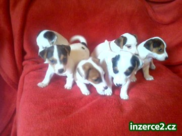 jack russell terier štěnátka_1 231723_1.jpg