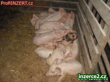 NEMÁTE ŘEZNÍKA?_2 231736_2.jpg