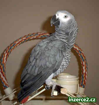 African Grey Parrots for Sale_1 232431_1.jpg